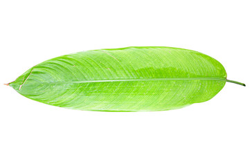 Obraz premium Heliconia variegated leaf isolated on white background with clipping path.