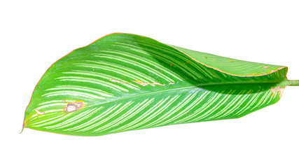  Palm leaf isolated on white background with clipping path.