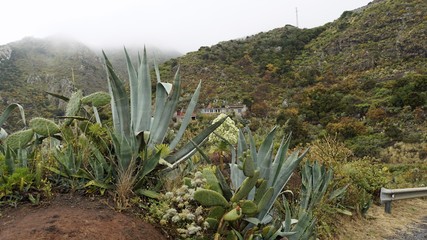 exotic plants in anaga mountains