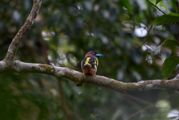 Lovely bird, Banded Broadbill, Beautiful bird in Thailand.