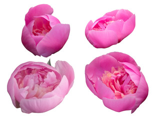   4 flowers of pink peony isolated on a white background. Set of pink flowers                       © Valentina