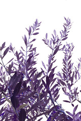 rameau d’olivier sur fond blanc 