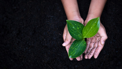 Planting young tree by kid hand on back soil as care and save wold concept