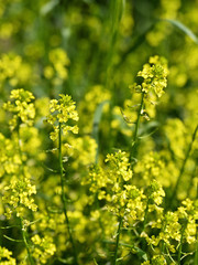 Yellow rapeseed flowers in nature.