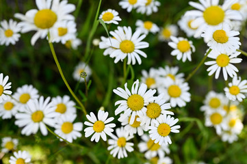 White flowers of marguerites in nature.