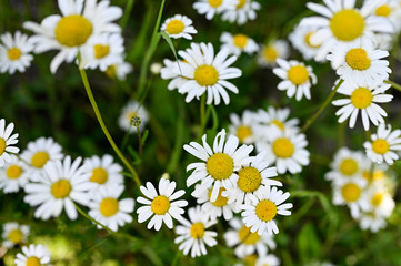Obraz premium White flowers of marguerites in nature.