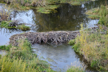 Beaver Dam in a Stream