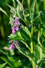 Purple comfrey flowers outdoors in nature on plant.