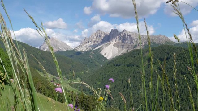 Slow motion shot of swaying grass and spring flowers in front of green hilly landscape in the Dolomite mountains in northeastern Italy