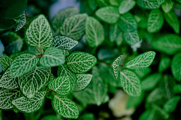 green leaves natural background wallpaper, texture of leaf, leaves with space for text 