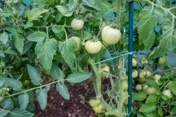 A lot of green tomatoes ripening in the greenhouse.Agriculture, gardening concept. Green tomatoes growing on a branch. Growing tomato plants in the garden. Home production of food concept.