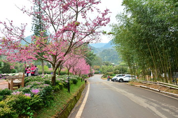 road in park