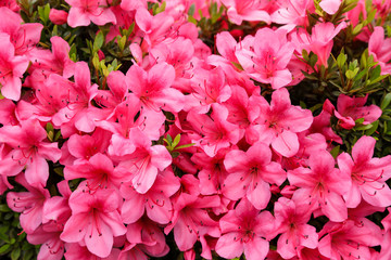 ピンクの綺麗なツツジ