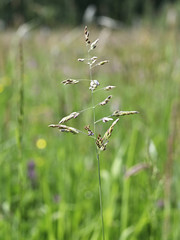 Pollen on grass in meadow.