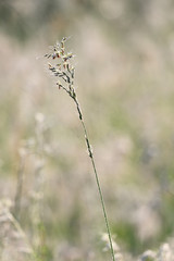 Pollen on grass in meadow.