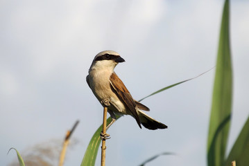Female red-backed shrike sitting on the reed.