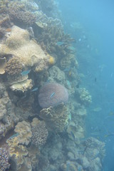 Fototapeta na wymiar Great Barrier Reef, Cairns Queensland Australia 