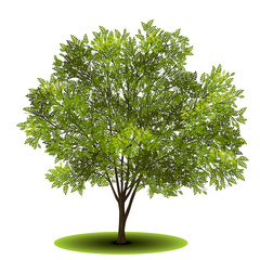 detached tree acacia with green leaves
