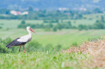Obraz na płótnie Canvas white stork walks