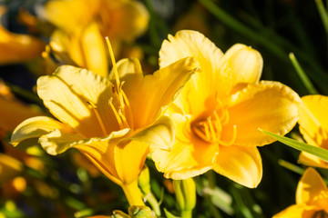 Yellow Flowers in a Garden