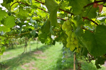 Fototapeta na wymiar A bunch of white wine grapes at vineyard