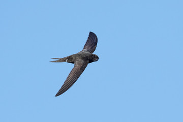 Common swift (Apus apus)