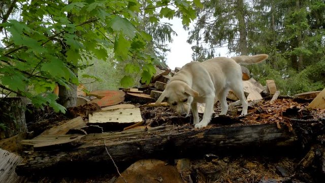 23175_A_Labrador_Dog_sniffing_the_ground_in_the_forest.mov