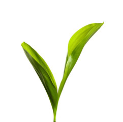Lily of the valley leaves isolate. Green foliage of lily of the valley on a white isolated background.