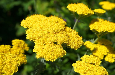Achillea millefolium plant topped by flat, bright gold flower heads close up. Common names yarrow, common yarrow, golden yarrow.