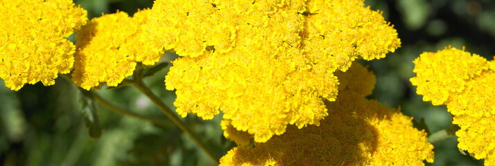Achillea millefolium plant topped by flat, bright gold flower heads close up. Common names yarrow, common yarrow, golden yarrow. © lenic