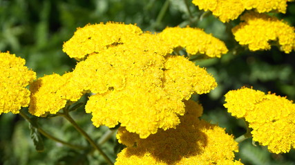 Achillea millefolium plant topped by flat, bright gold flower heads close up. Common names yarrow, common yarrow, golden yarrow.