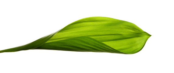 Lily of the valley leaves isolate. Green foliage of lily of the valley on a white isolated background. - 274820174