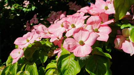 Showy and bright pink dogwood tree biscuit-shaped flowers close up.