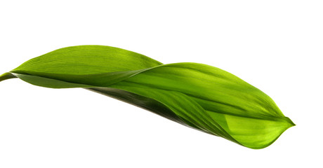 Lily of the valley leaves isolate. Green foliage of lily of the valley on a white isolated background.