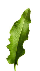 Green leaf of horseradish on a white isolated background.