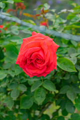 Beautiful red rose on a sunny spring day