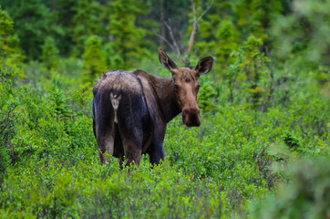A cow moose standing in the grass and looking to the camera in Denali National Park and Preserve, Alaska, United States