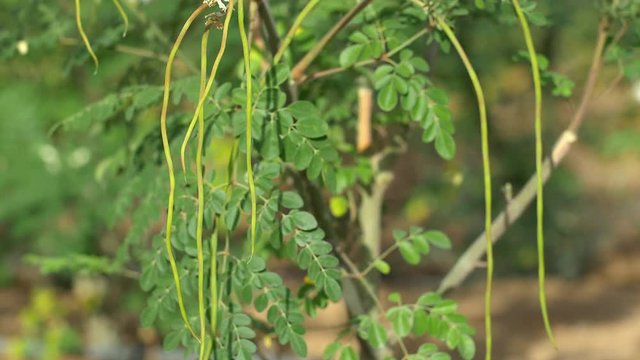 Young Moringa fruits close up