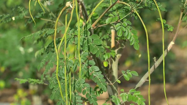 Young Moringa fruits close up