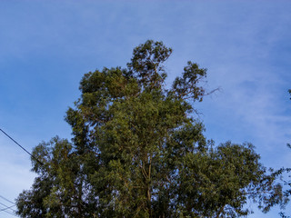 Tip of a tree over the blue sky