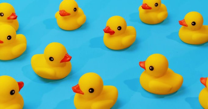 yellow rubber ducks swimming in place on blue background with one duck swimming through center path stop motion