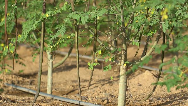 Very long Moringa fruits on a young tree