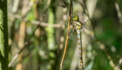 Dragonfly is sitting on a branch