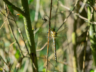 Dragonfly is sitting on a branch