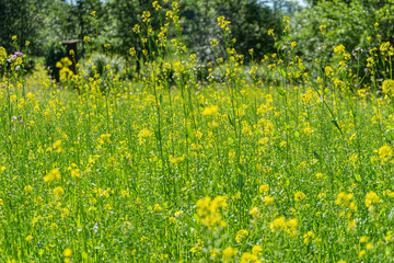 Obraz premium Field with grasses and yellow flowers