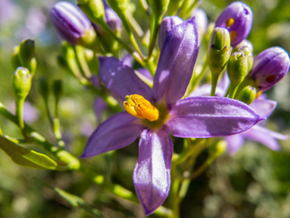 Beatiful violet flowers, flowering in summer