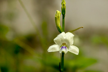 beautiful and charming white flower