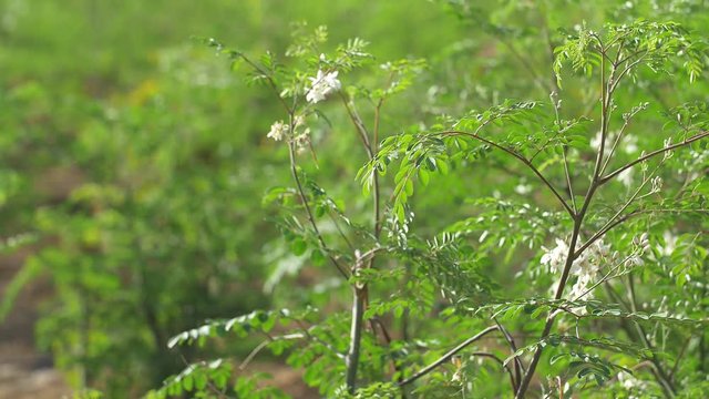 Plantation with young Moringa trees