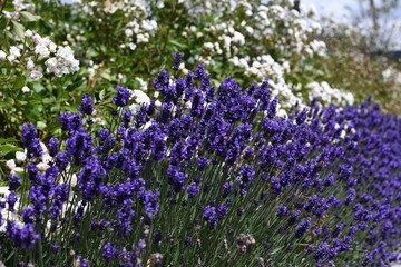 Naklejka premium Lavender flowers