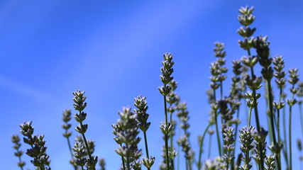 Beautiful and delicate lavandula flowers close up on blue sky background. Lavandula angustifolia (lavender most commonly true lavender or English lavender.